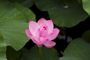 Licensed Lotus App Download: Step-by-Step Guide for India (2026)